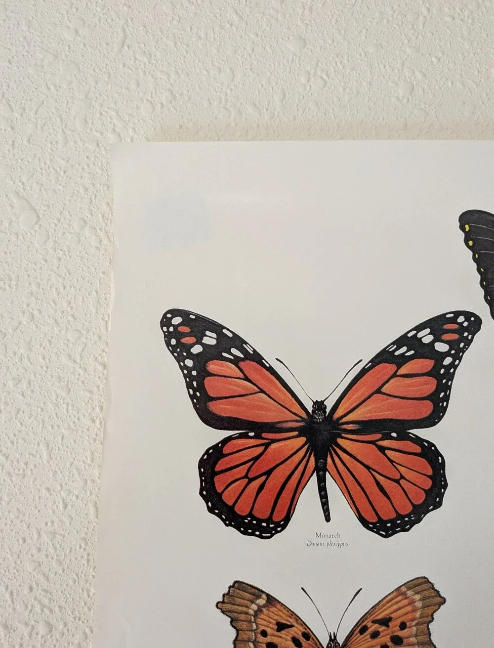 Vintage Butterfly Smokey Bear Poster 20x30